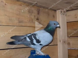 Lost a pigeon