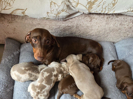 Dachshund Puppies for Sale