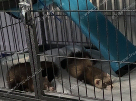 Rehoming two sweet girls