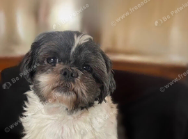 Beautiful Male Shih Tzu