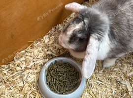 Rabbit