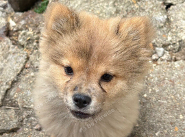 Micro chow...Marvelous mickey
