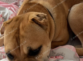 8 month puppy