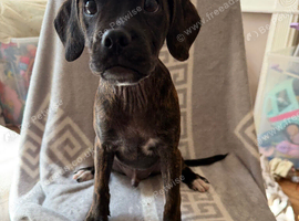Litter of small breed pups