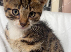 Kittens looking for special homes