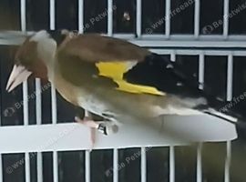 GOLDFINCH MALE