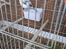 Canary