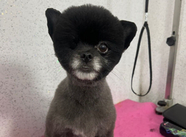 Adult Pom for rehoming