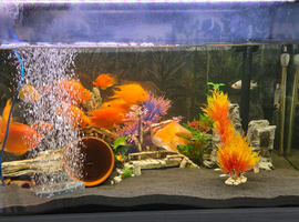 Various blood parrot cichlids