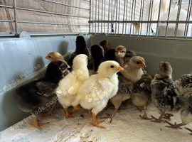 Day old chicks