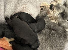 Kc registered Miniature Schnauzer pups Boys