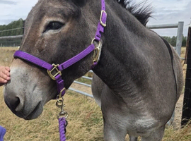 Female donkey