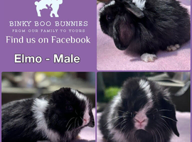 Baby Mini Lop Bunnies - Reserve now - Homes 10/06
