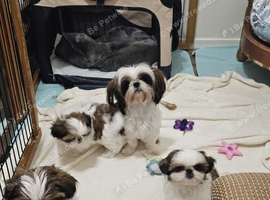 Shih Tzu Puppies