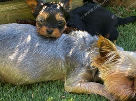 Miniature Yorkshire terrier
