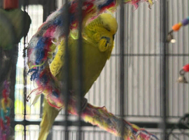 Loving Budgies looking for forever home