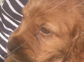 Excellent Cocker Spaniel Puppies