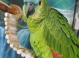 Young blue fronted amazonexstremely tame