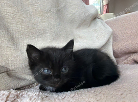 Two Beautiful Boy Kittens For Sale