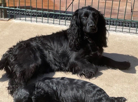 EXCELLENT BRED WORKING COCKER MALE