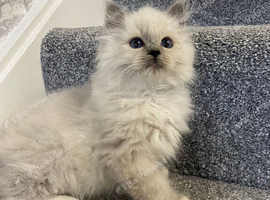 Pedigree Maine Coon x Pedigree Ragdoll Kittens Ready For New Homes