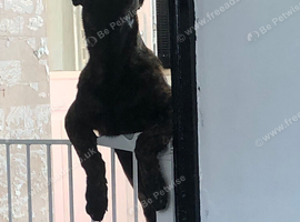 Dutch shepherd 7 months old