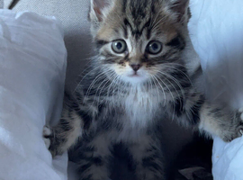 Adorable Kittens for Sale!
