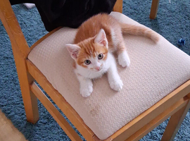 Beautiful Maine Coon Kitten For Sale
