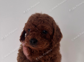 Red Cavapoos