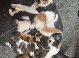 Kittens for sale