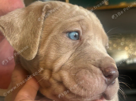 Last pup - male cane corso 10 weeks old