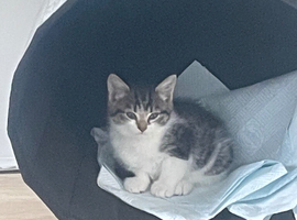 Kittens ready now
