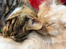 GORGEOUS MAINE KITTENS READY FOR LOVING HOMES