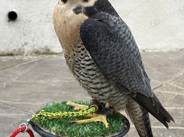 6 year old male peregrine falcon imprint