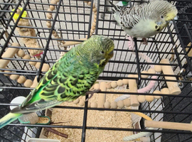 Green and Gray budgies for sale.
