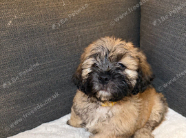 Shih Tzu x Cavapoo puppies in Swansea