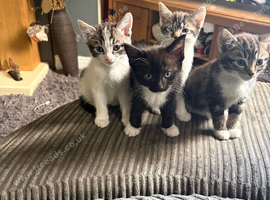 kittens ready to go