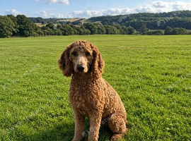 Gorgeous Goldendoodle Female