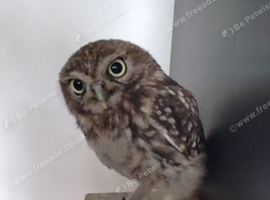 Friendly 15week old female little owl