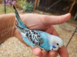 Budgies for sale