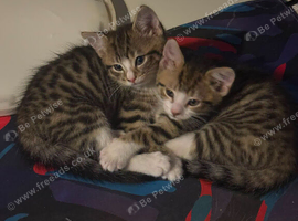 Mixed bengal