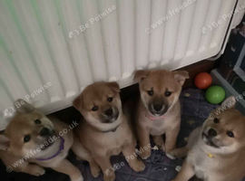 4 female Shiba puppies