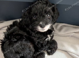 Toy Cavapoo Puppies Ready 13th July