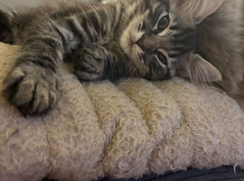 Half ragdoll kittens