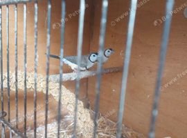 A pair of owl finches and a male bangalore for sale all together &pound;120
