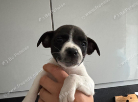 Terrier cross staff puppies