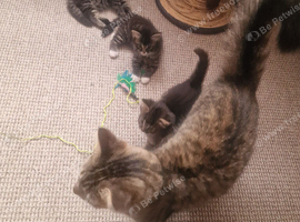 3 kittens for sale