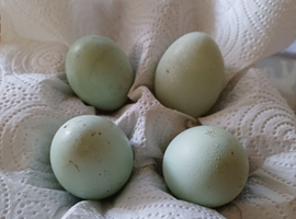America pullets 16to18 weeks old