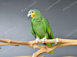 Orange Winged Amazon, we have Orange winged Amazon parrots available here at Birds4U, Birmingham. They are untamed aged around 6 months old, making th