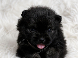 Sweet little quality Pomeranians